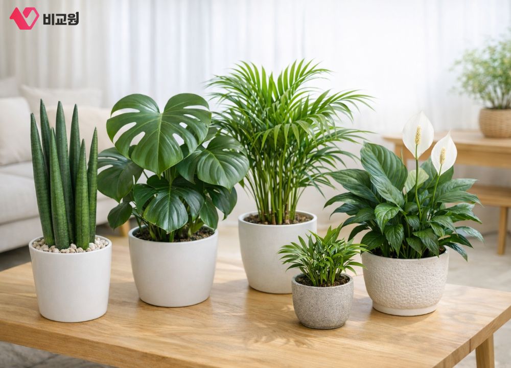 �ǳ� ������ȭ �Ĺ� ����