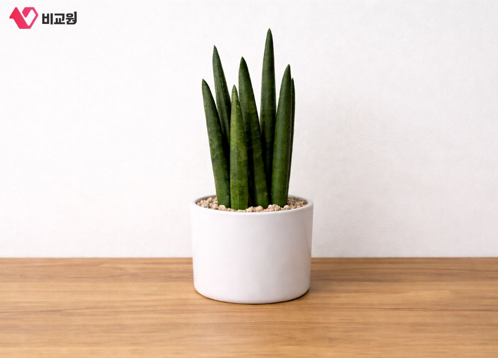 ����Ű �꼼������ �ǳ� ������ȭ �Ĺ� ȭ��