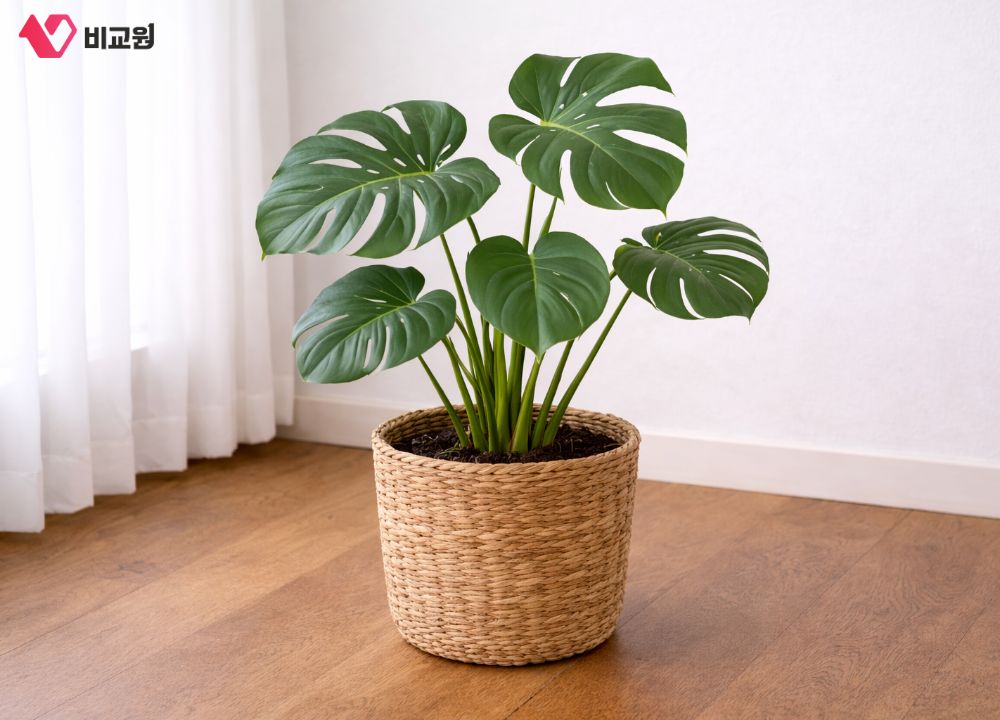 �ǳ� �Ž� â�� ���׶� ������ȭ �Ĺ�