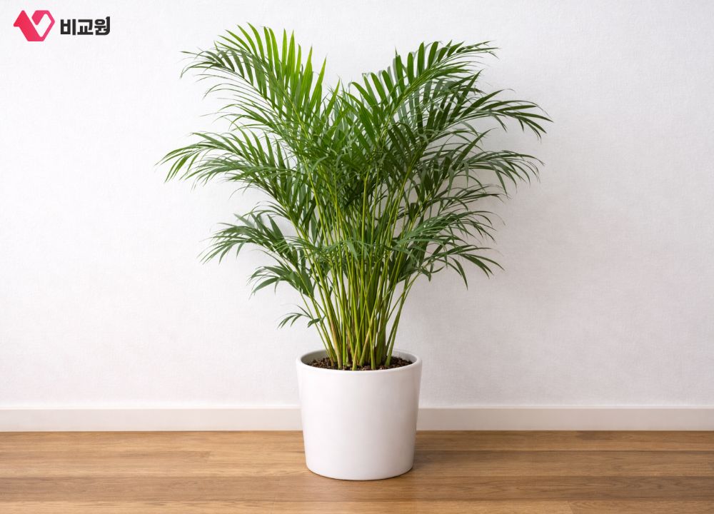 �Ž� ���׸�� ��︮�� �Ʒ�ī���� ���� ������ȭ �Ĺ�