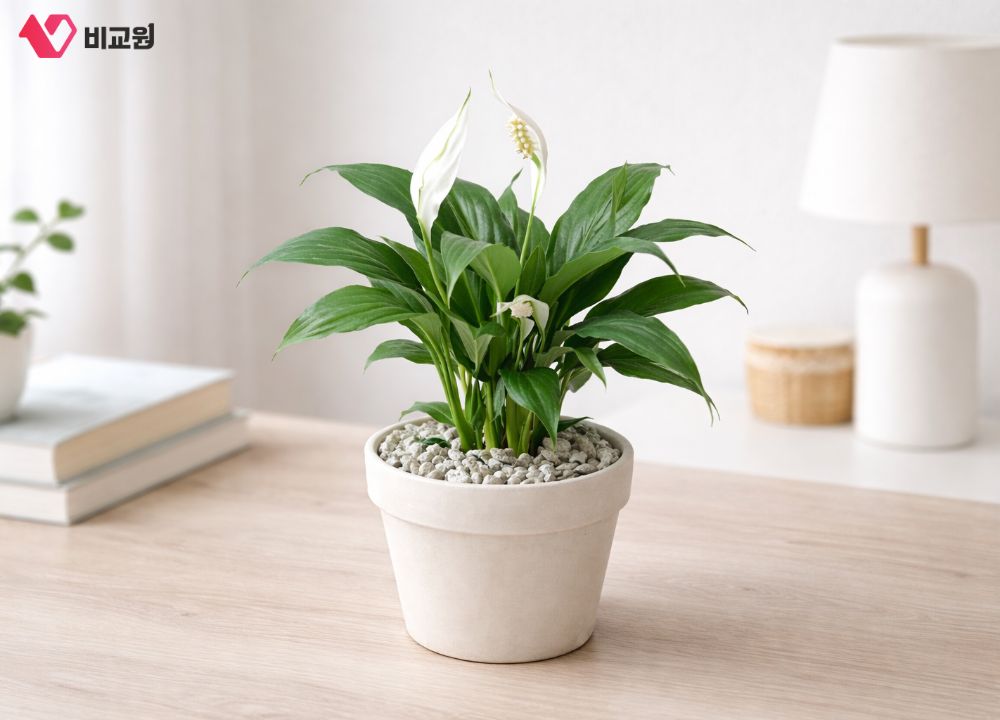 �ǳ� ����Ƽ�ʷ� ������ȭ �Ĺ�